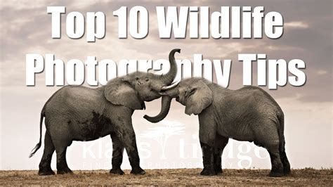 Top 10 Wildlife Photography Tips - YouTube