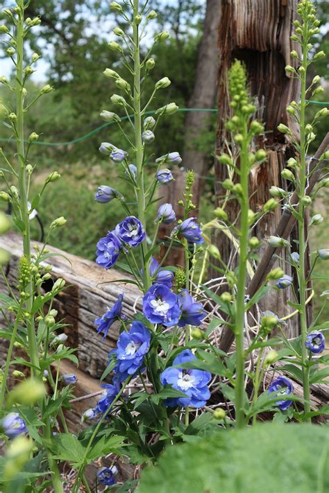 Delphinium Blue Flower Garden - Free photo on Pixabay - Pixabay