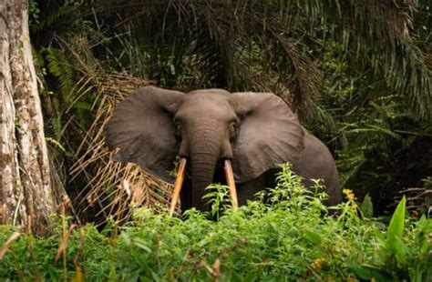 Best Places to See the African Forest Elephant