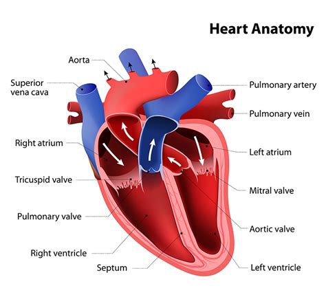 Explaining the Cardiovascular System