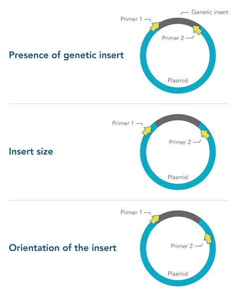 What is colony PCR? | IDT