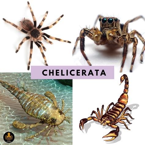 FOSSIL HUNTRESS: CHELICERATES: EURYPTERIDS, SPIDERS AND HORSESHOE CRABS