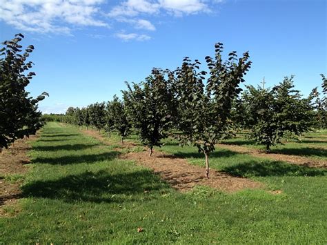 Hazelnut Orchards - Grimo Nut Nursery