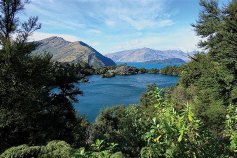 Rare species rebound under local conservation care in New Zealand ...