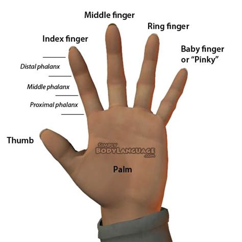 Finger Names: What are Fingers Called?