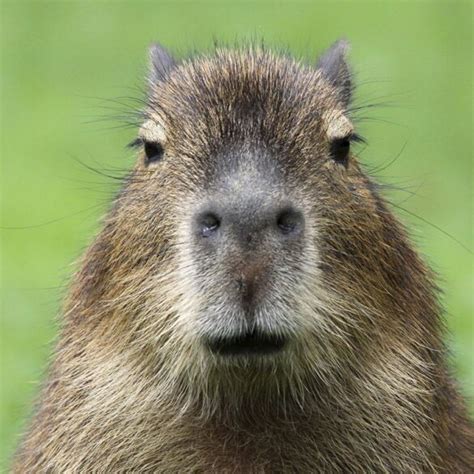 The Fascinating Relationship Between Crocodiles and Capybaras - Baby Capybara