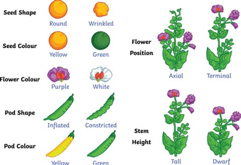 Inherited traits - Definition and Examples - Biology Online Dictionary