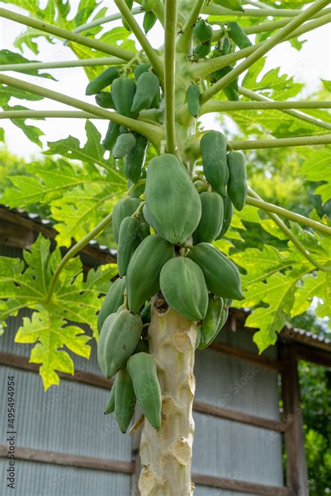 Papaya fruit on papaya tree in backyard. Stock Photo | Adobe Stock