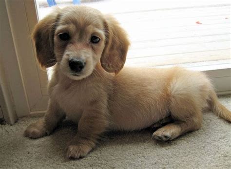 Golden Retriever Dachshund Mix - Golden Dox: Golden Retriever Dachshund ...