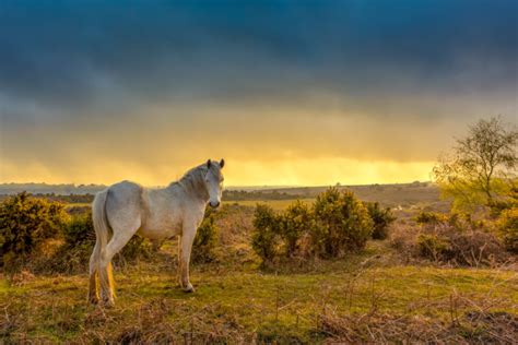 10 best hikes in New Forest National Park | Atlas & Boots