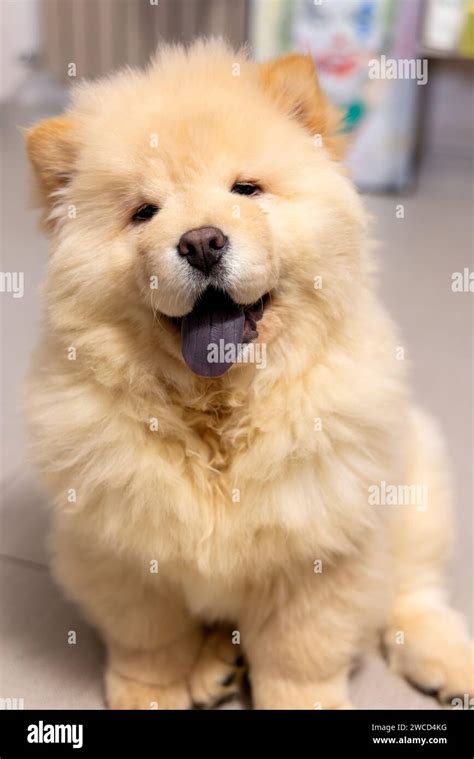 Picture of a joyful Chow Chow puppy with its tongue playfully sticking ...