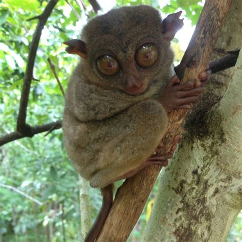 Tarsier Conservation Area - 23 tips