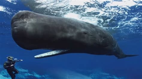 Terrified of sperm whales : thalassophobia