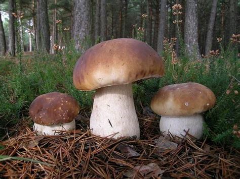 Amazon.com: King Bolete Mushroom (Boletus edulis Bull) Mycelium Spores Spawn semillas secas ...