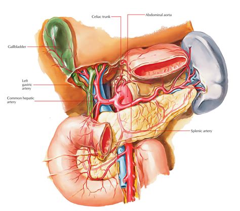 Celiac Trunk (Coeliac Artery/ Trunk, Celiac Artery) – Earth's Lab