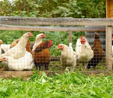 Chicken Tractor FAQs: Add One For Your Homestead