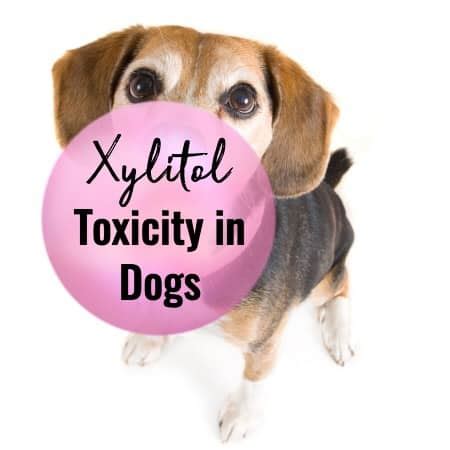 Xylitol Toxicity in Dogs - The Poison in Your Pantry - Dr. Buzby's ToeGrips for Dogs