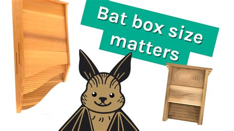 The size of your bat house matters: Here's why | BatBnB