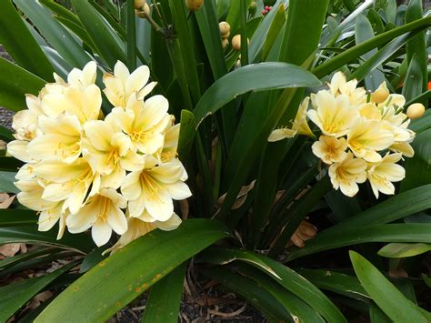 Clivia varieties at Mt Coot-tha | Some people say the genus … | Flickr