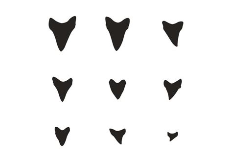 Shark Teeth Silhouette Vector - Download Free Vector Art, Stock ...