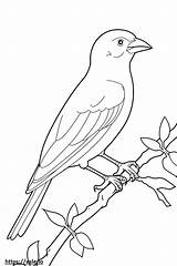 Summer Tanager full Body coloring Page sketch template