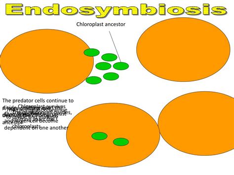 PPT - Contain digestive enzymes Found: Animal cells Jobs: 1) Autolysis: Destroy dying cell ...