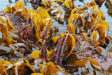 Seaweed.ie :: Information on marine algae