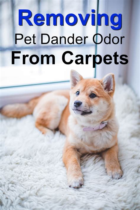 Pet Dander Removal Vancouver, Wa - Linton's Carpet Cleaning