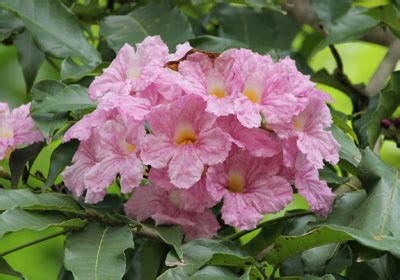 Trumpet Tree - Tabebuia rosea