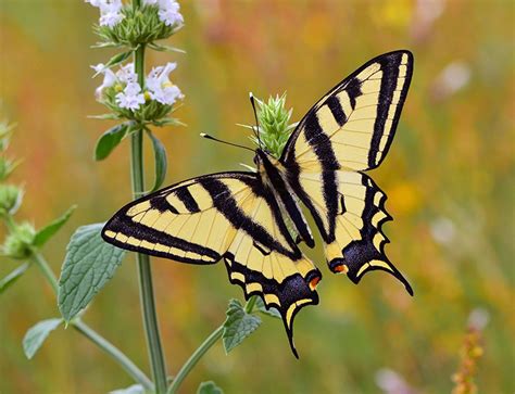 Butterflies of the Italian Alps - Greenwings Wildlife Holidays