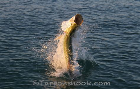 tarpon_0882