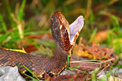 Symptoms and Treatment of a Cottonmouth Bite