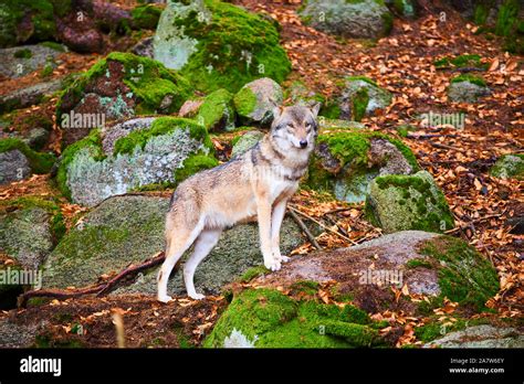 Grey wolf habitat europe hi-res stock photography and images - Alamy