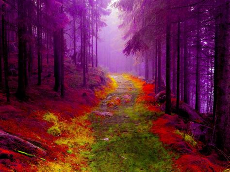 Download Nature Forest Wallpaper