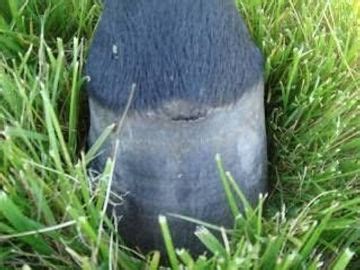 Hoof Abscesses | www.naturalhorse.co.nz