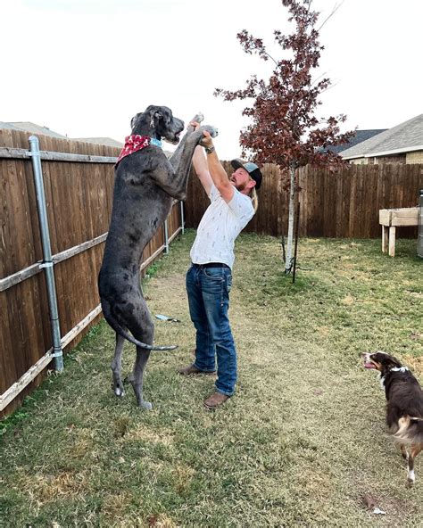 World's Tallest Dog Zeus Passes Away After Leg Amputation Surgery ...