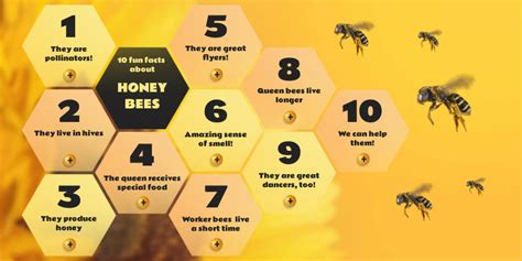 10 FUN FACTS ABOUT HONEY BEES