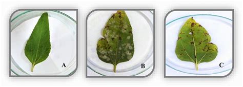 Comparative analysis of disease development caused by Pithomyces ...