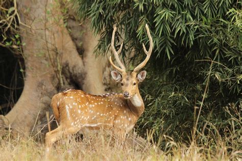 Visit Kanha: Best of Kanha Tourism | Expedia Travel Guide