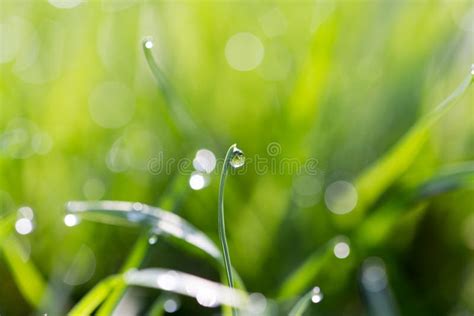 Dew drops on green grass stock photo. Image of bright - 102685532