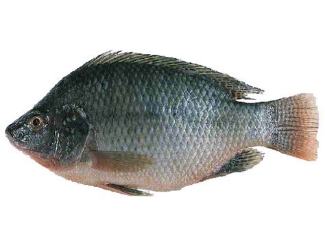 Tilapia Fish Farming: Business Plan And Guide