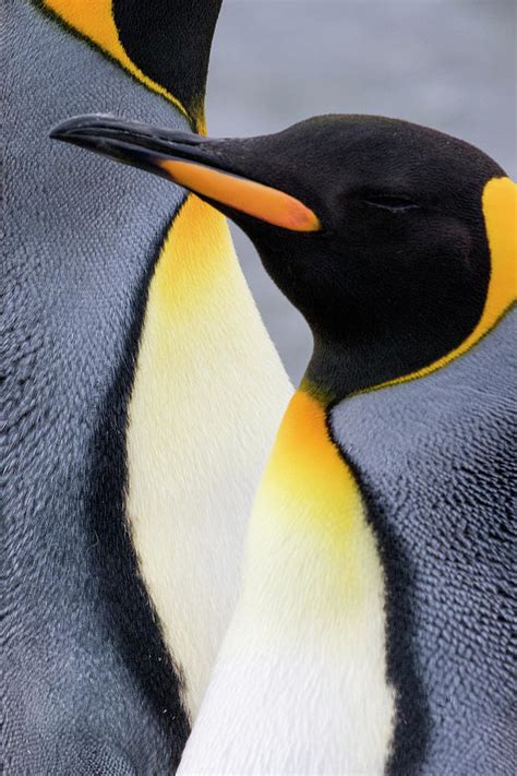 King Penguin Close-up Showing Photograph by Tom Norring - Pixels