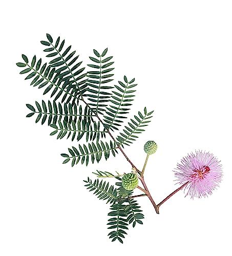 The Meaning And Significance Of The Mimosa Flower: Origins, Symbolism ...