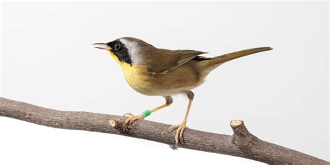 Common yellowthroat | Smithsonian's National Zoo