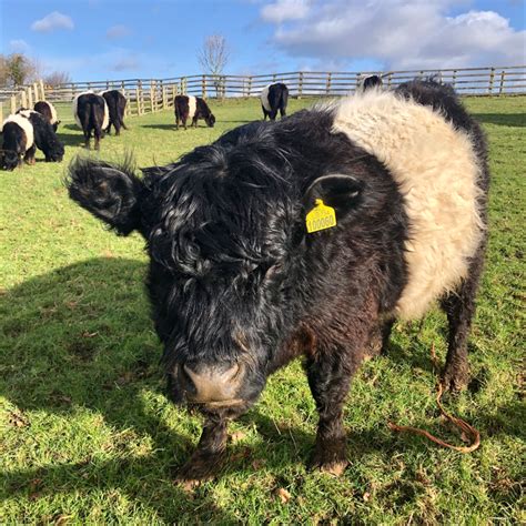 Belted Galloway Cattle, Broadway, Cotswolds | Galloway cattle, Cotswolds, Cattle