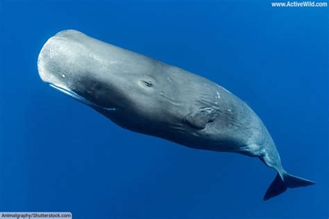 Sperm Whale Facts – Meet The World’s Largest Toothed Predator