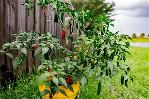 Piment ornemental comestible : plantation, soins et variétés