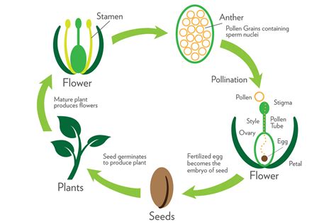 What is obtained during sexual reproduction in plants?