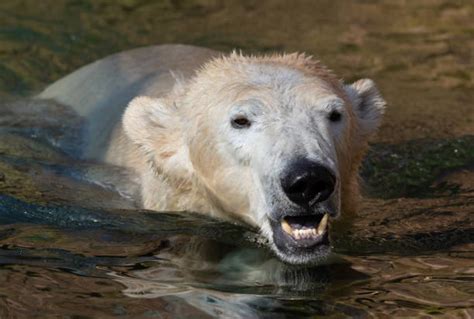 Best Polar Bear Teeth Stock Photos, Pictures & Royalty-Free Images - iStock