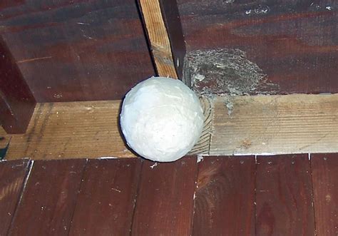 5 DIY Fake Wasp Nests You Can Make Today (With Pictures) | House Grail